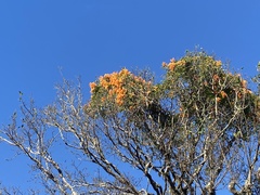 Dendrophthoe glabrescens