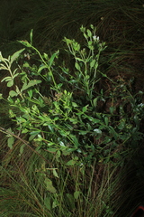 Declieuxia fruticosa