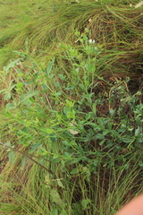 Declieuxia fruticosa