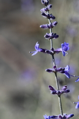 Salvia abrotanoides