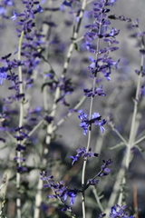 Salvia abrotanoides