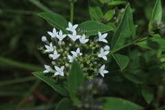 Declieuxia fruticosa