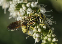 Philanthus multimaculatus