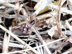 Pardosa monticola