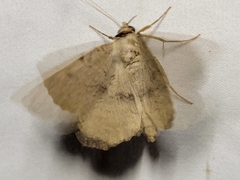 Spiloloma lunilinea