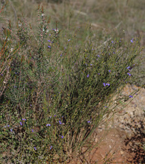 Comesperma scoparium