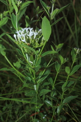 Declieuxia fruticosa