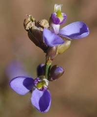 Comesperma scoparium
