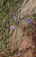 Comesperma scoparium