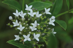 Declieuxia fruticosa