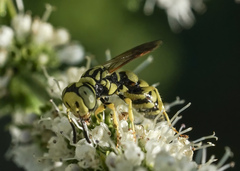 Philanthus multimaculatus