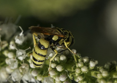 Philanthus multimaculatus