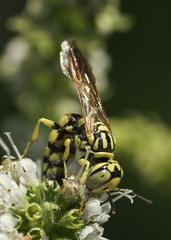 Philanthus multimaculatus