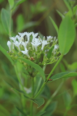 Declieuxia fruticosa