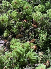 Leucolepis