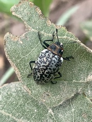 Cypherotylus fenestratus