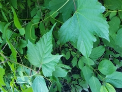 Ampelopsis glandulosa