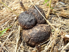 Andricus quercusradicis