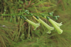 Helia viridiflora
