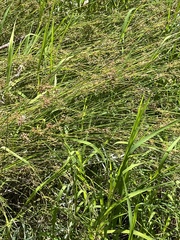 Juncus balticus ater