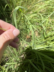 Juncus balticus ater