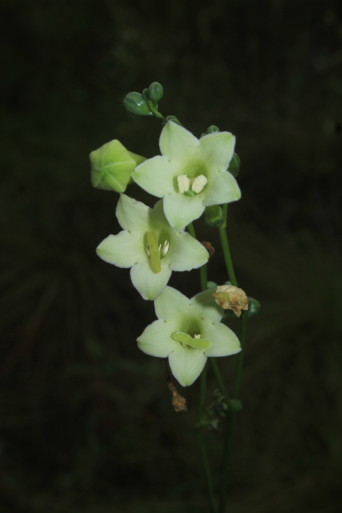 Helia angustifolia