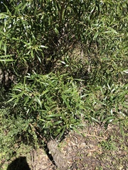 Myoporum acuminatum