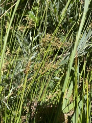 Juncus balticus ater