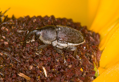 Odontocorynus