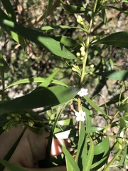 Myoporum acuminatum