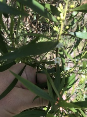 Myoporum acuminatum