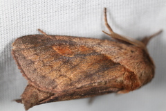 Bellura densa
