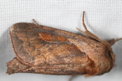 Bellura densa