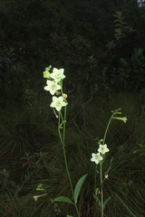 Helia viridiflora