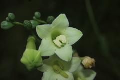 Helia viridiflora