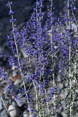 Salvia abrotanoides