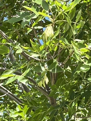 Fraxinus pennsylvanica
