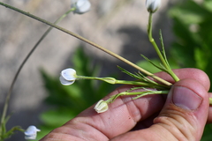 Eriocapitella rivularis