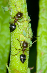 Crematogaster cerasi