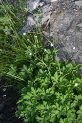 Eriocapitella rivularis