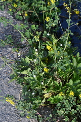 Eriocapitella rivularis