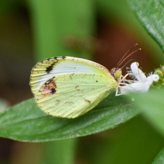 Pyrisitia messalina