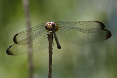 Dythemis velox