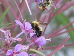 Bombus