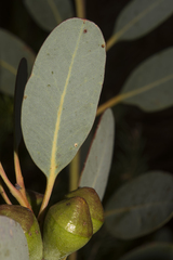 Eucalyptus preissiana