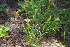 Luzula multiflora multiflora