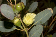 Eucalyptus preissiana