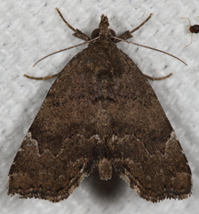 Cutina aluticolor