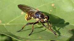 Choerades fimbriata