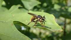 Choerades fimbriata